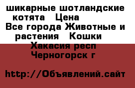 шикарные шотландские котята › Цена ­ 15 000 - Все города Животные и растения » Кошки   . Хакасия респ.,Черногорск г.